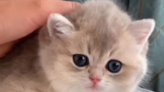 Cute baby animals Videos Compilation cute moment of the animals #short