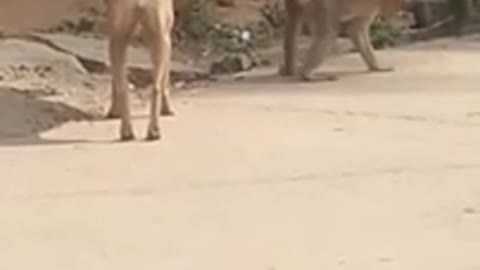 Hilarious dog and monkey
