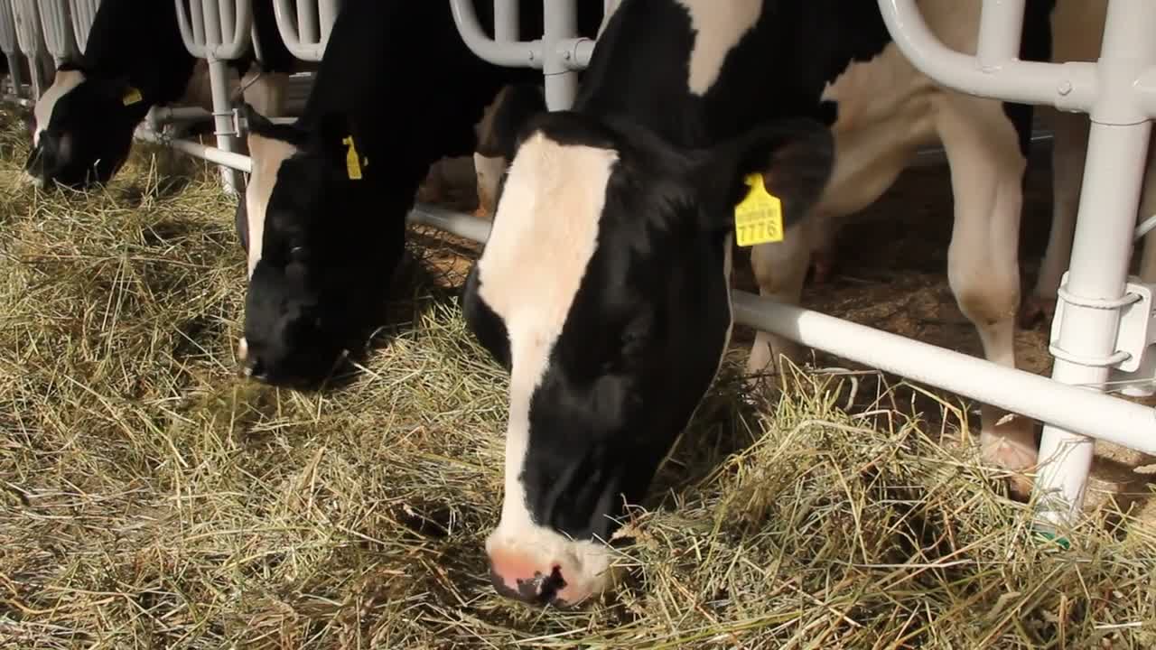 Cows eat a hay on livestock farm