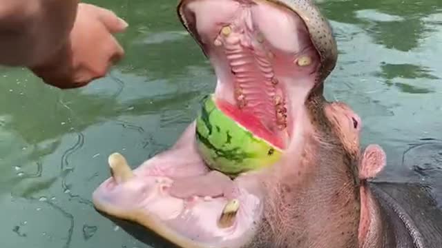 A hippopotamus
