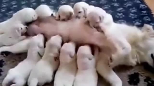 Cute Puppies feeding on their mother's milk!