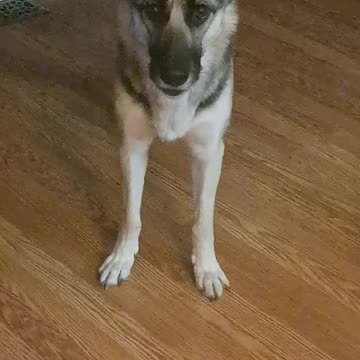 Maple Identifies As A Dog #shorts #dogmeme #doggo #shepsky