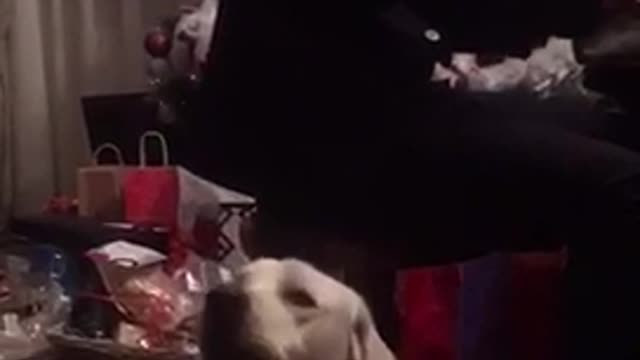 White dog howling at owner playing piano