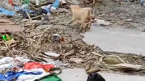 Two baby dog and his mom.