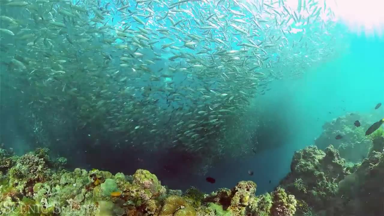 Underwater World 4K - Incredible Colorful Ocean Life - Marine Life - Scenic Relaxation Film