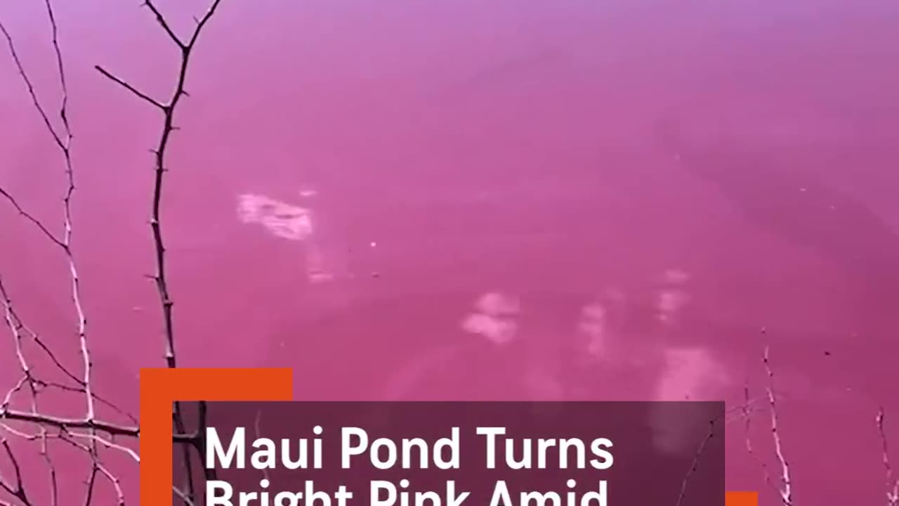MAUI POND TURNS BRIGHT PINK AMID DROUGHT