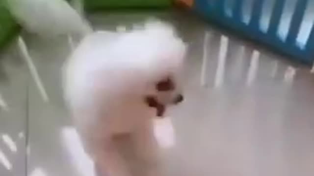 Best dog funny video