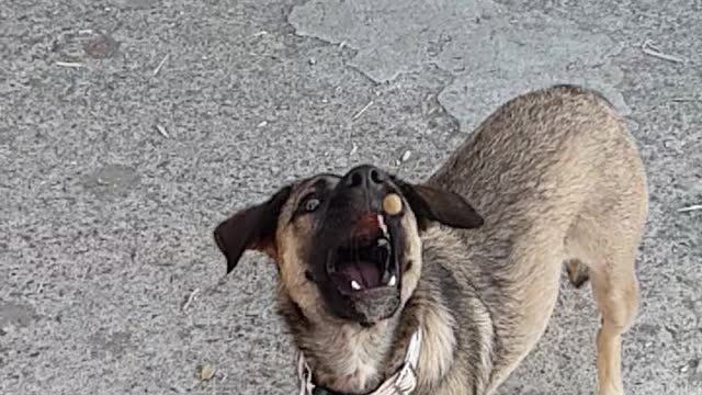 Dog food catch