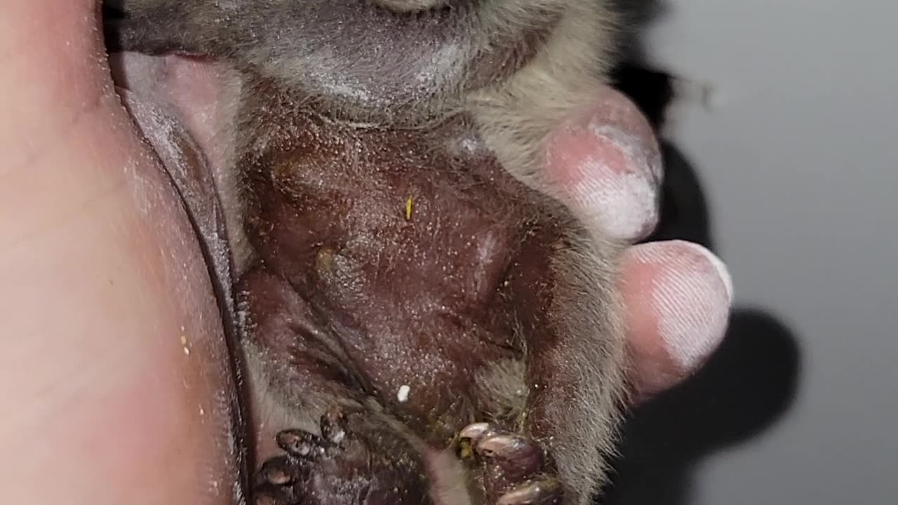 Rescuing a Baby Raccoon From a Wall Void