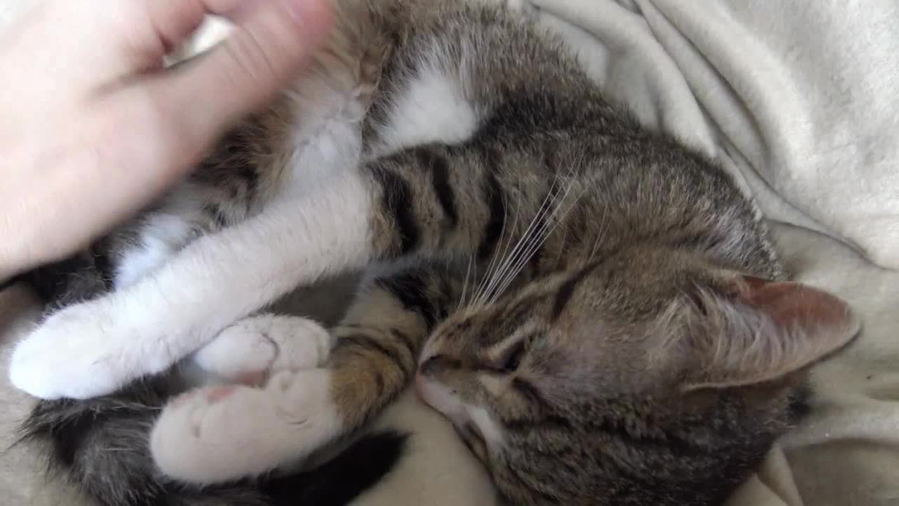 Cat Purring ASMR