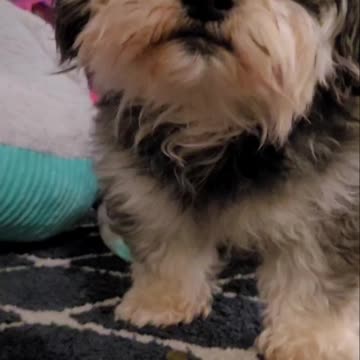 🤎🤎🐶 Dog shares cookie with mom 😍