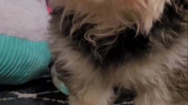 🤎🤎🐶 Dog shares cookie with mom 😍