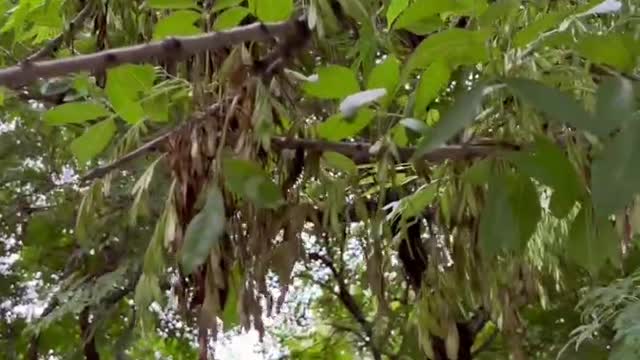 The stuff on the tree looks like beans