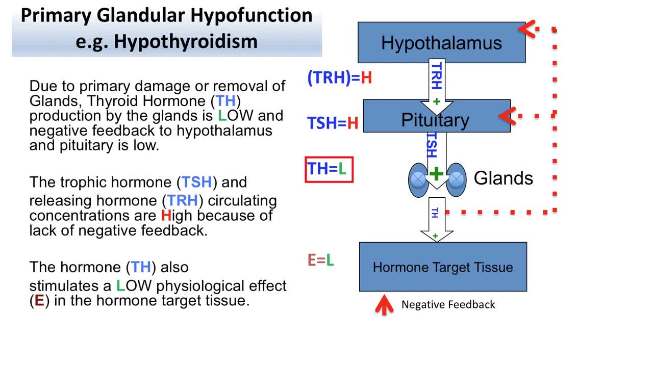 Definitive Diagnosis and Treatment of Hypothyroidism in the Dog
