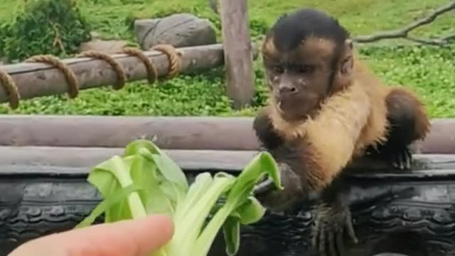 A little monkey who likes to eat vegetables