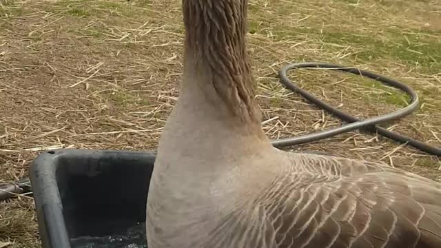 Dooby the Goose is SO Happy it's Finally Spring!