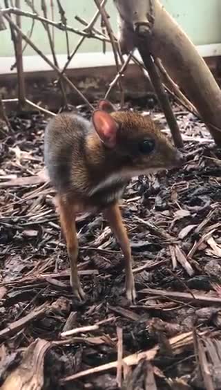 The birth of a strange animal in Britain that combines the characteristics of a deer and a mouse