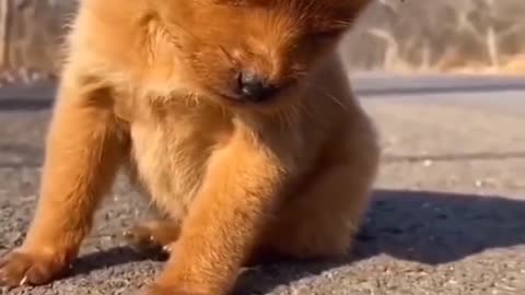 Cute puppy