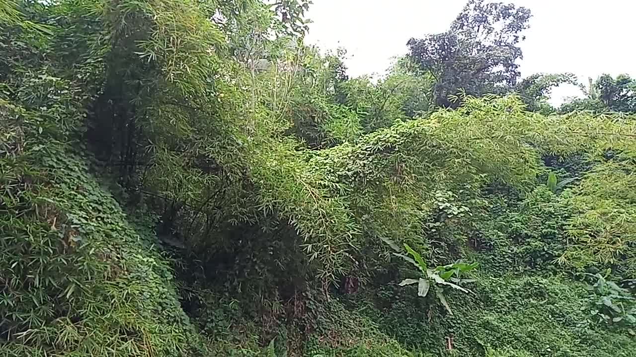 Bamboo Forest Becomes a Ghost's Nest