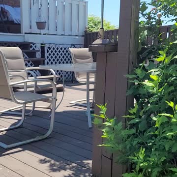 My white wisteria plant day 4