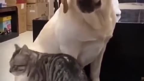 funny_animals745