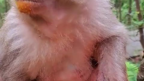 Cute monkey videos baby Funny Monkey Baby Newborn Monkey Baby