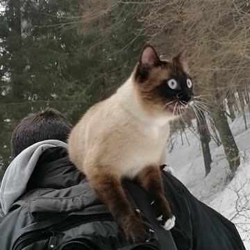 this cat just wants to be independent of his hooman