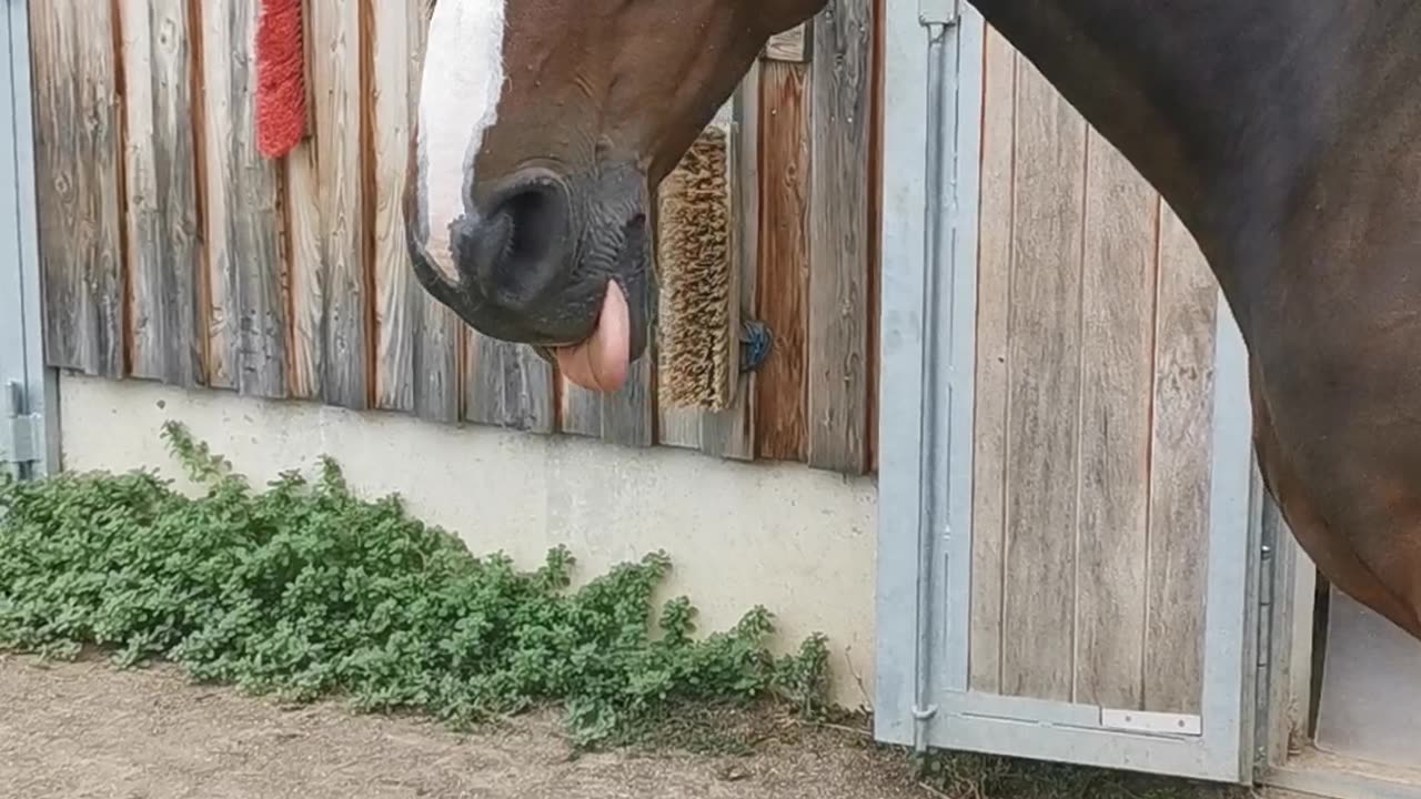 Relaxed Horse Thoughtlessly Bleps