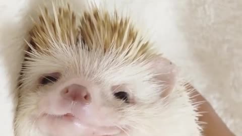 hedgehog is so sleepy on bed