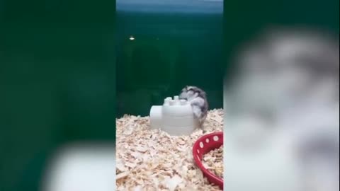 I Think He Want to go in Circus