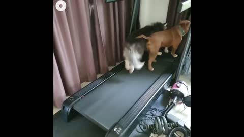 Funny dogs Running in Treadmill 😍😂😂