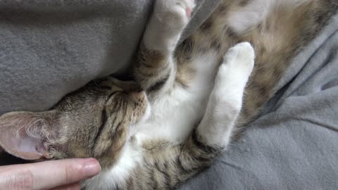 Little Cat Squeaks and Stretches