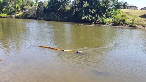 Tiny Dog Tries to Fetch Giant Stick