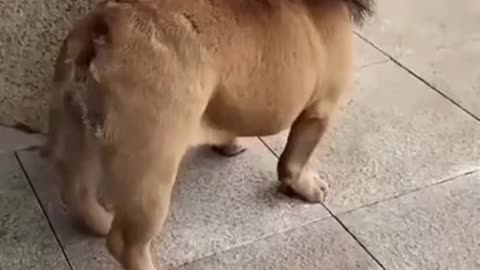 Funy small dog