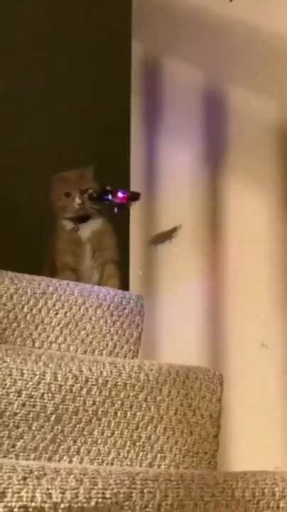 Kittens drinking milk on the street