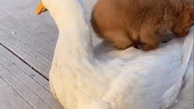 They are best friends! Goose & puppy