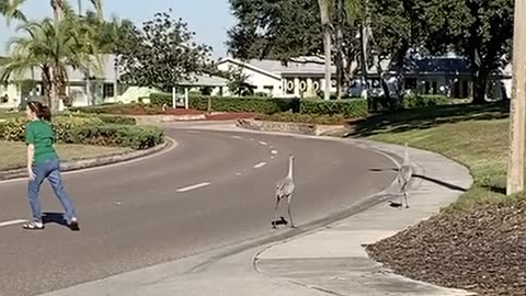 Big Birds on the Road