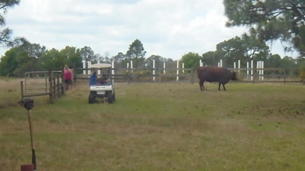 2 lady interns try to move 2 red angus cows