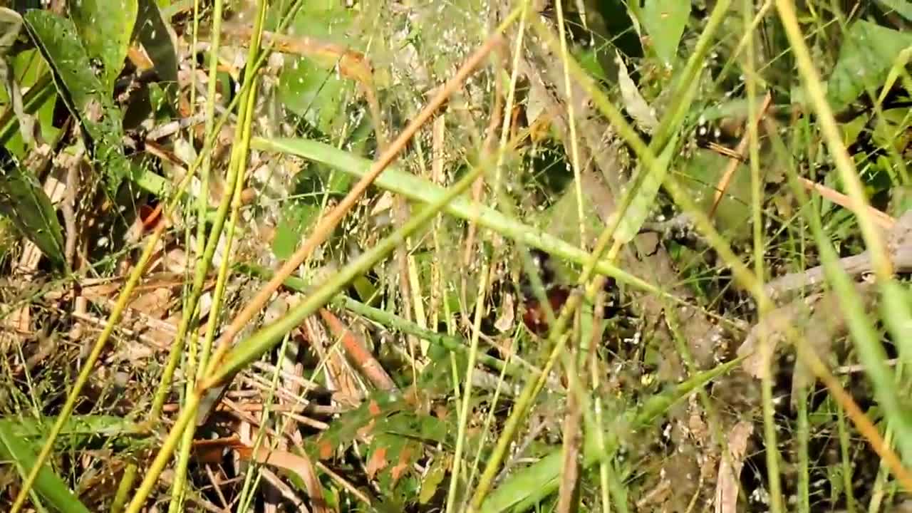 Casal de curiós se alimentando na natureza