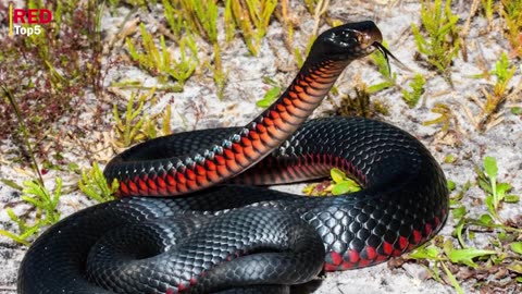 Unlock the Mystery - What are the Top 5 Poisonous Snakes of Australia?