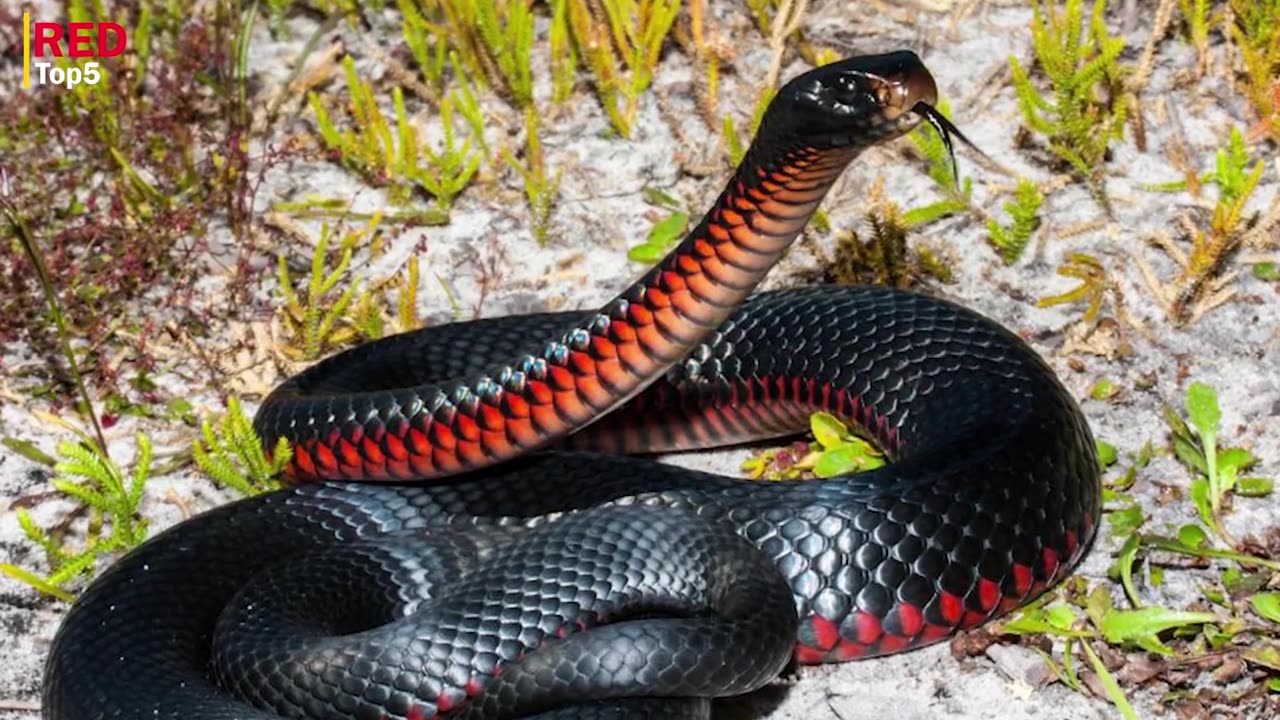 Unlock the Mystery - What are the Top 5 Poisonous Snakes of Australia?