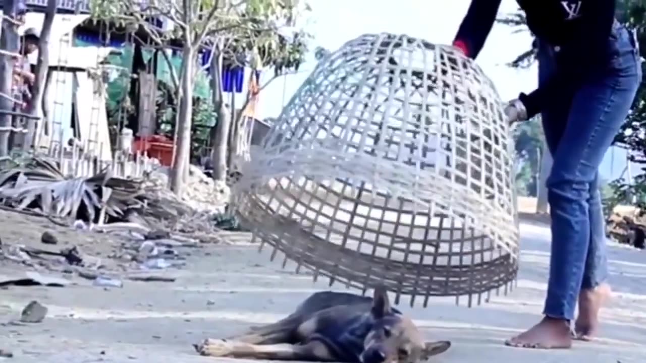 animal prank π€£ dog vs fake lion π¦ tiger π
π¦π¦π¦πΆπΆπΈπ€/ FUNNY PRANK VIDEO