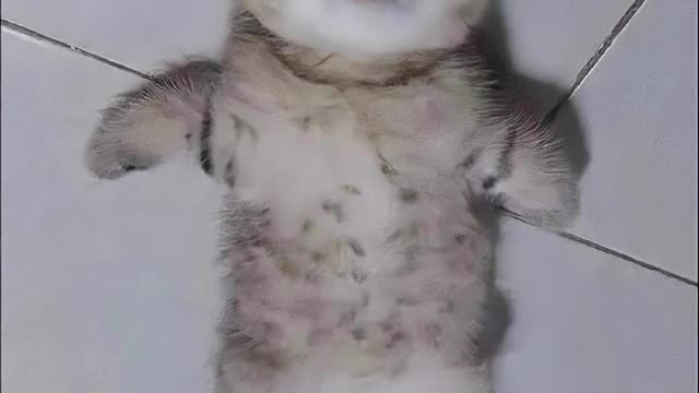 Cat’s confused behavior