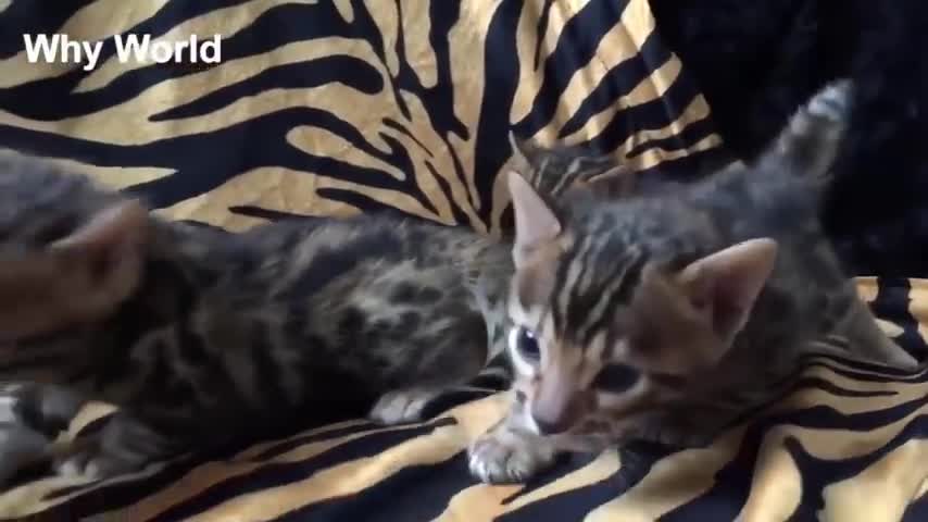 kittens Meowing Cats – Our Meowing Cat Videos – Kitten Meowing Cat Meowing –Meow Kittens Meowing#20