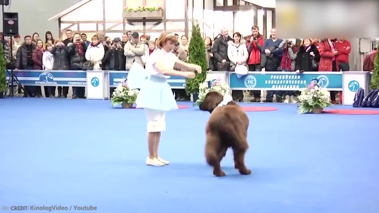 Top 10 Most trained dogs in the World | Animals