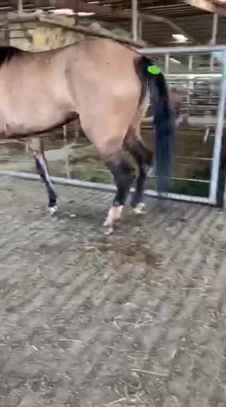Video by our vet