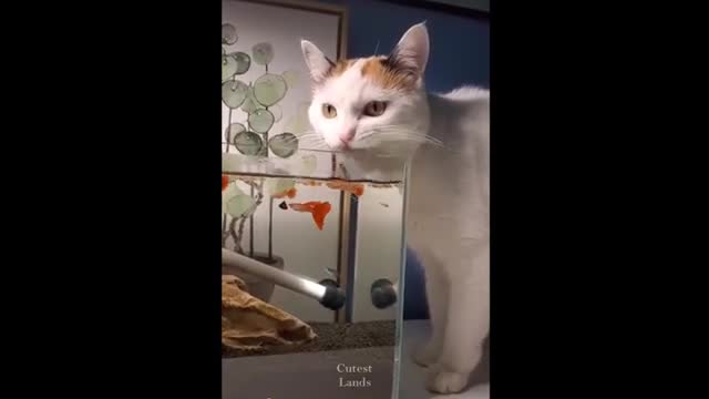 Best pets moments compilation