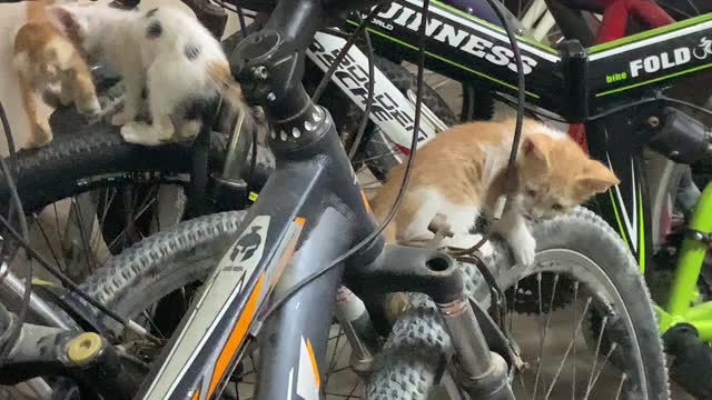 Kitten playing on a bicycle