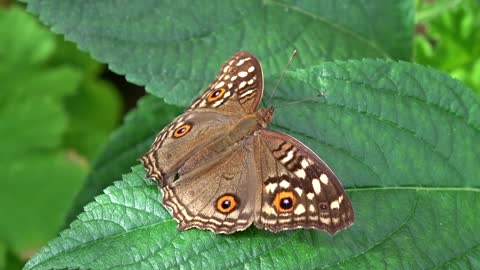 Butterfly calm