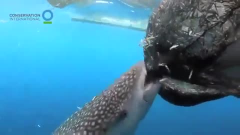 Whale Shark stealing food.